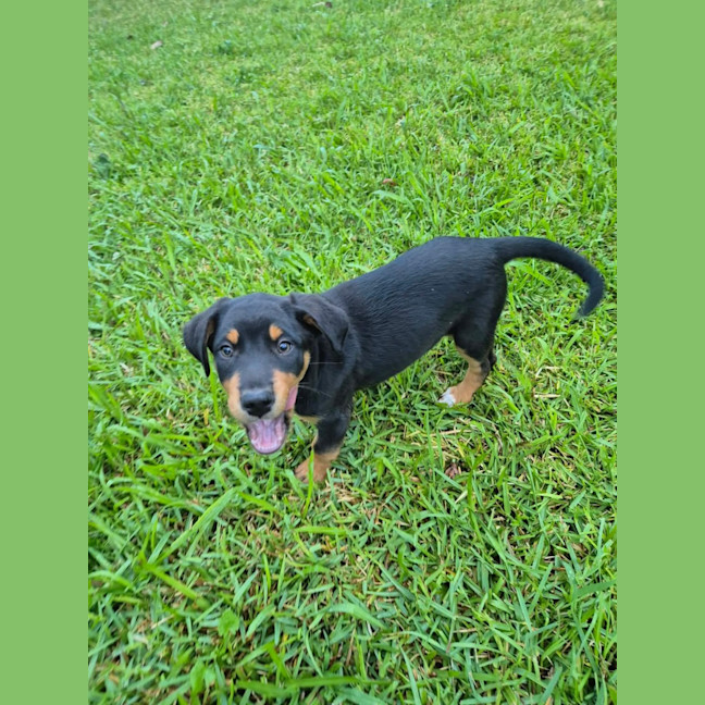 Photo of Trixie