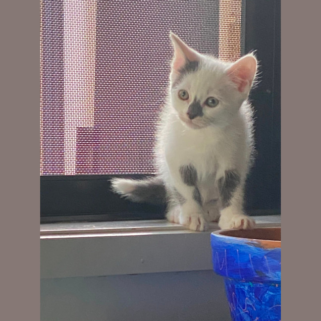 Photo of Smudge❤️