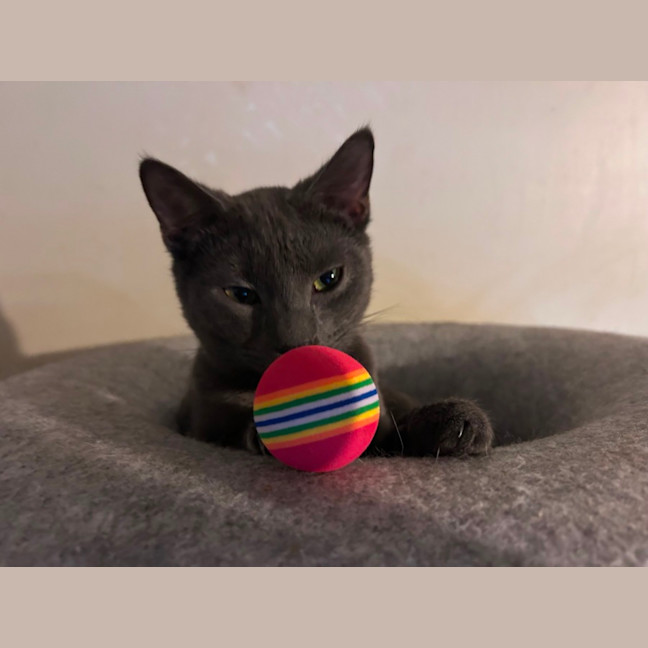 Photo of Maverick 