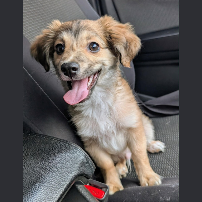 Photo of Sully