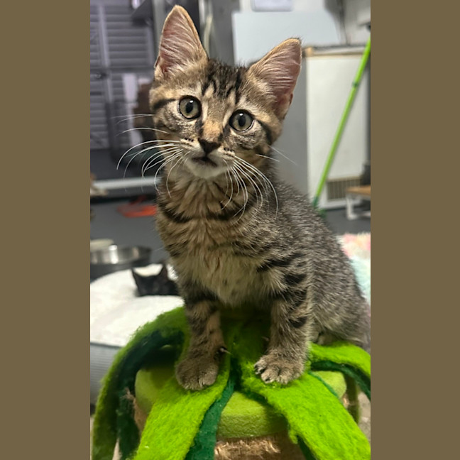 Photo of Willow 🌳🌼