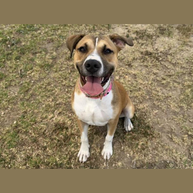 Photo of Simone Imp 3025