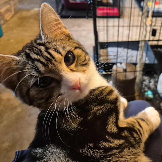 Photo of Lumey   Located In Templestowe