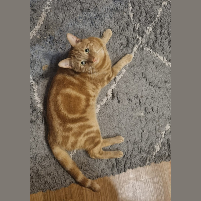 Photo of Otis