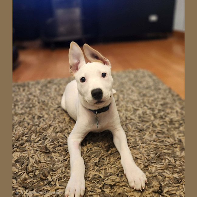 Photo of Gunner