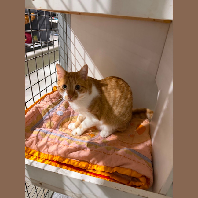 Photo of Eddie (Bonded With Freddie) 