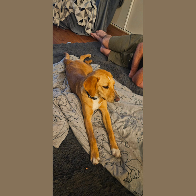 Photo of Lily   10 Month Old Beagle X Kelpie