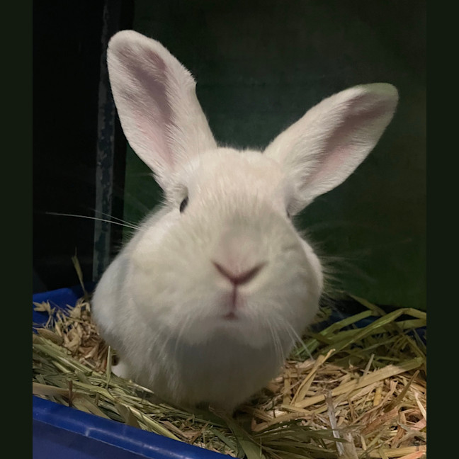 Photo of Stitch
