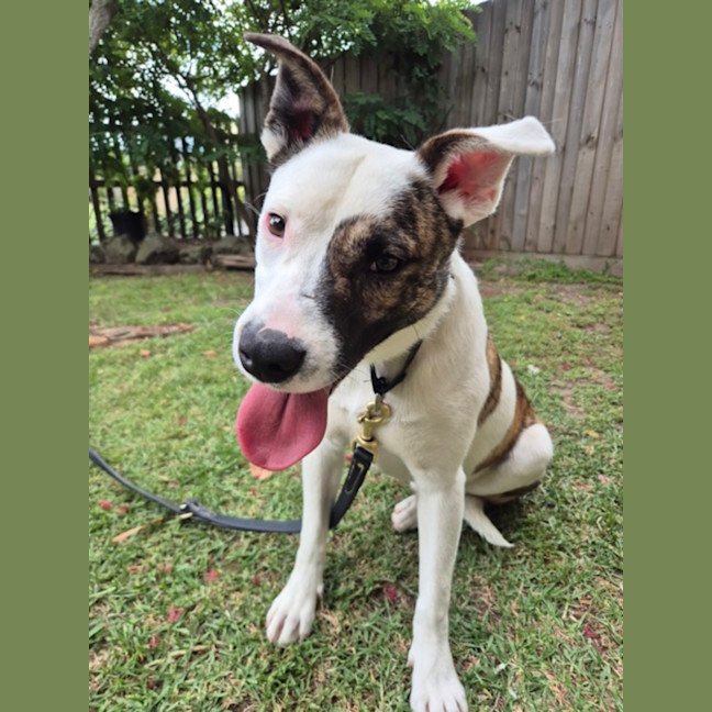 Photo of Peppermint (67575)