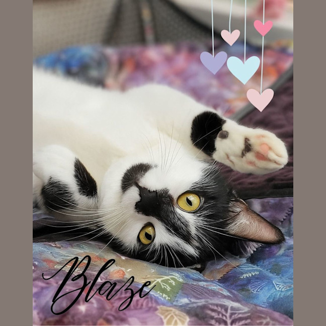 Photo of 🐈‍⬛ Blaze 💕