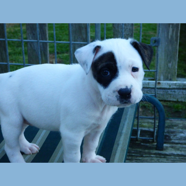 Photo of Tilli/Scout