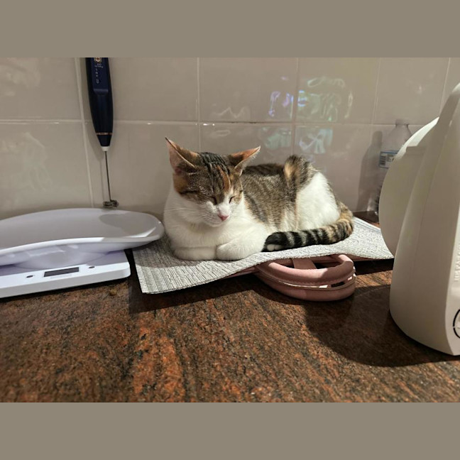 Photo of Lady