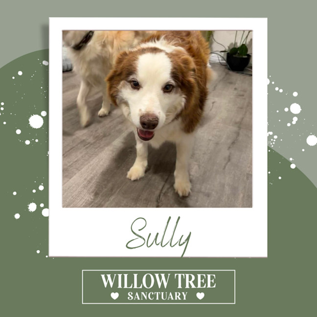 Photo of Sully