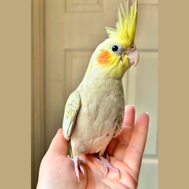 Photo of Earl