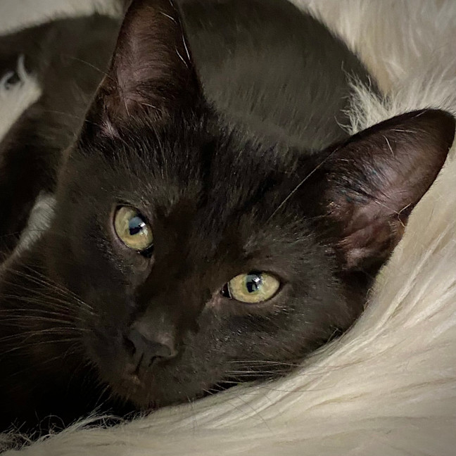 Photo of Jinx