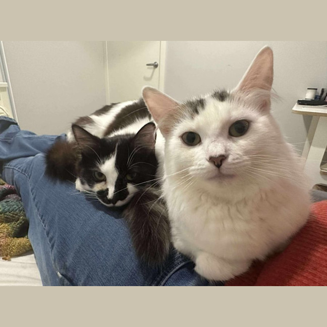 Photo of Rhunarb   Pet Quarters Broadmeadow 