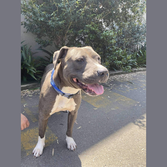Photo of Bluey