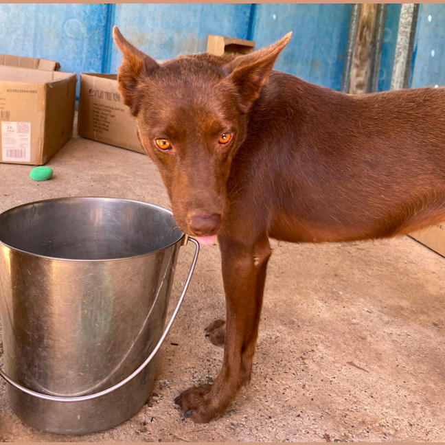 Photo of Coco Kelpie