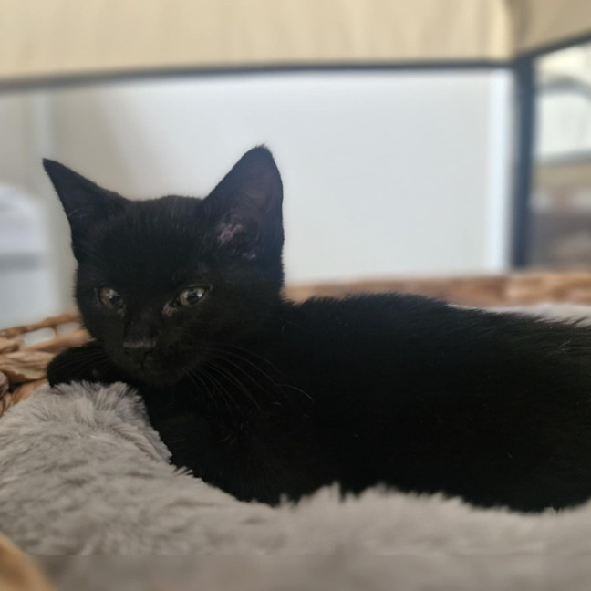 Photo of Minerva   Located In Wallan