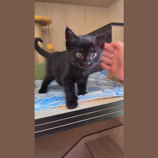 Photo of C1630 Midnight