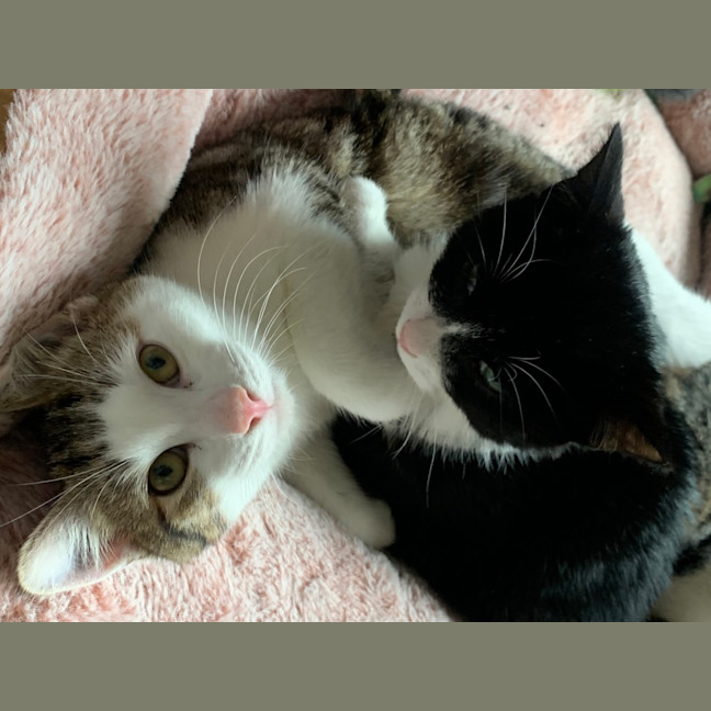 Photo of Hazel 