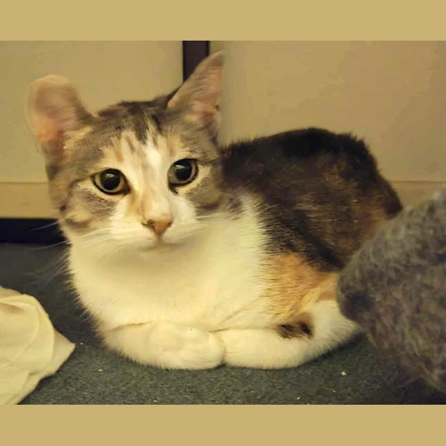 Photo of Missy