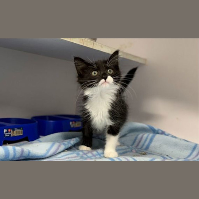 Photo of Mittens