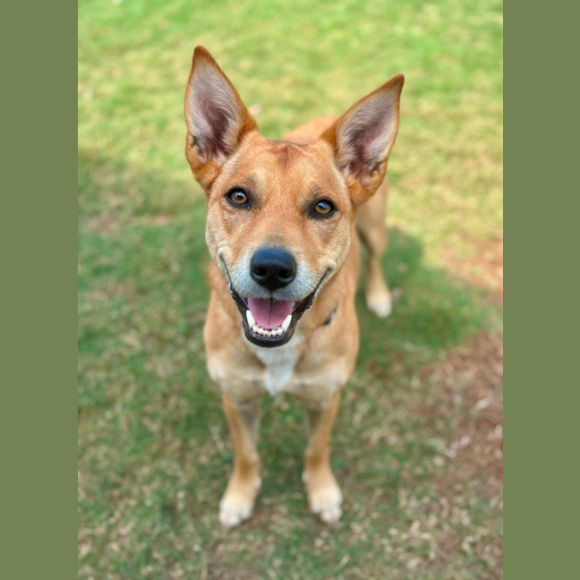 Photo of Frankie