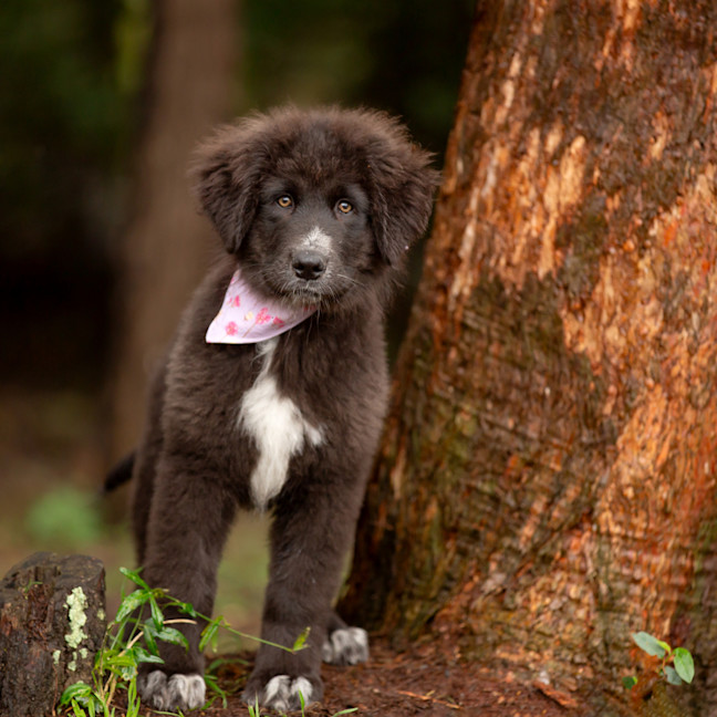 Photo of Daisy (Dipsy)