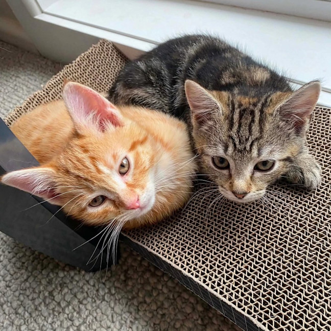 Photo of Saffron & Paprika (Located In Croydon South)
