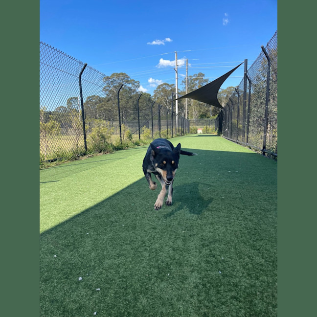 Photo of Harley Imp 1807