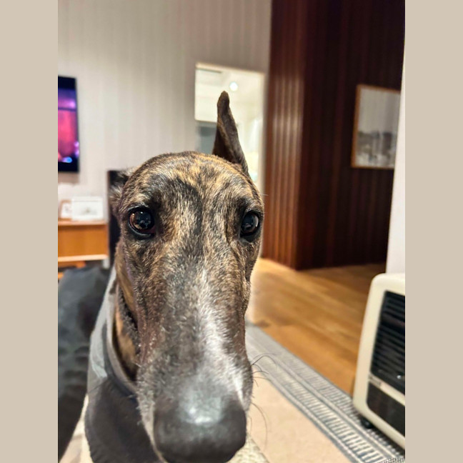 Photo of Teddy, The Greyhound