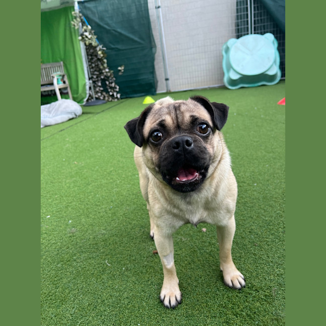 Photo of Pugsley