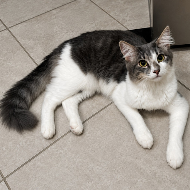 Photo of Inca