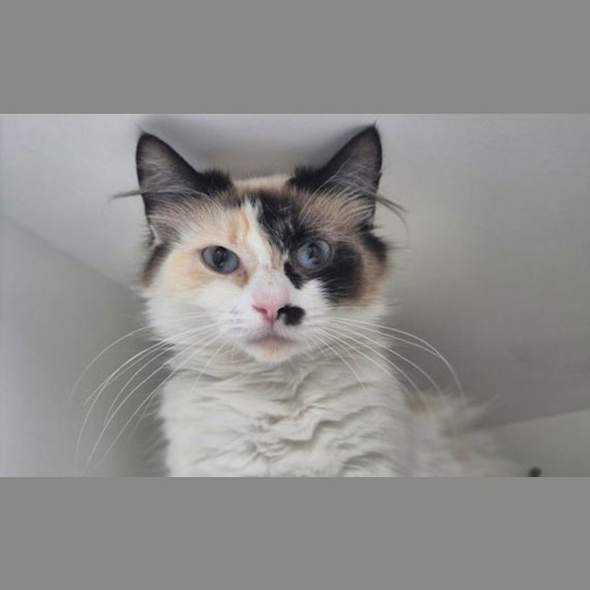 Photo of Neeko