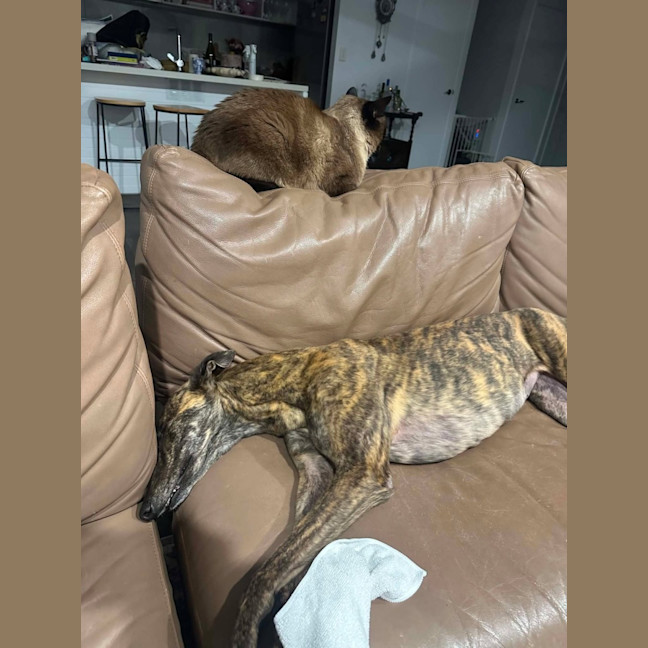 Photo of Winnie, The Greyhound