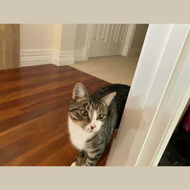 Photo of Poppet