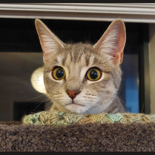 Photo of Skye