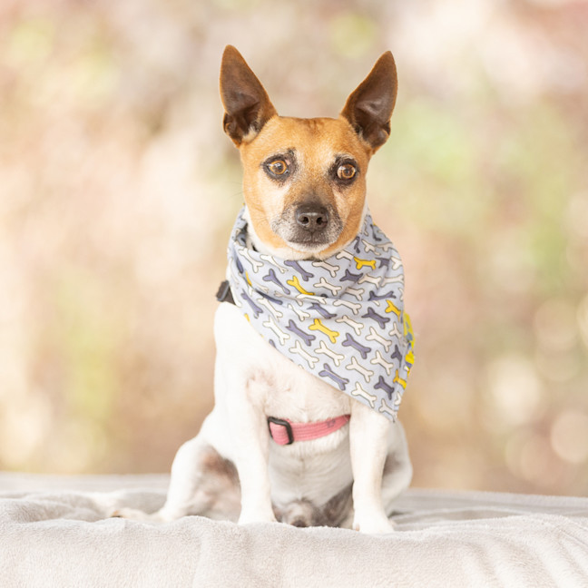 Photo of Milo