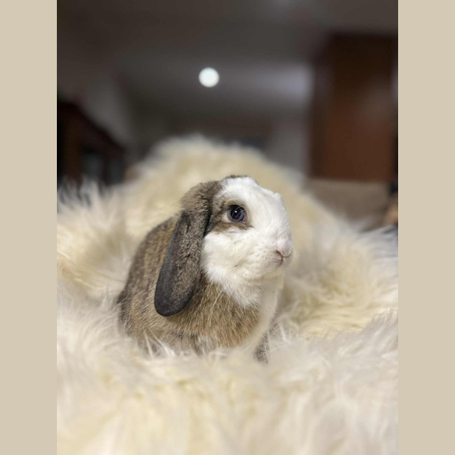 Photo of Daphne 