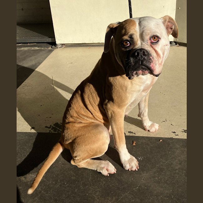 Photo of Luna