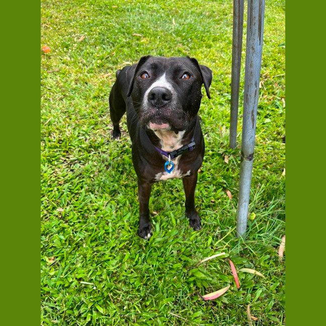 Photo of Estelle *$150 Adoption Fee*