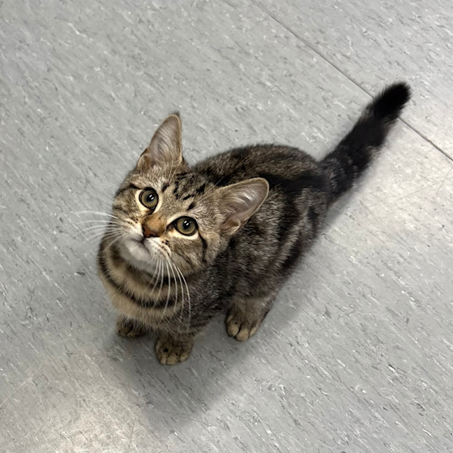 Photo of Scout