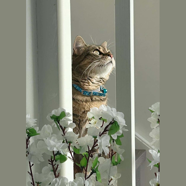Photo of Tora