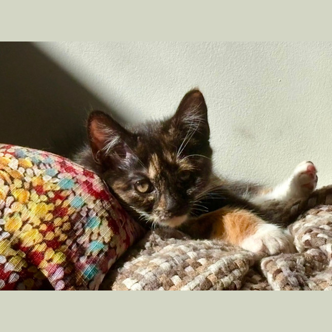 Photo of Marble
