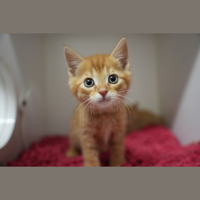 Photo of Long John Silver