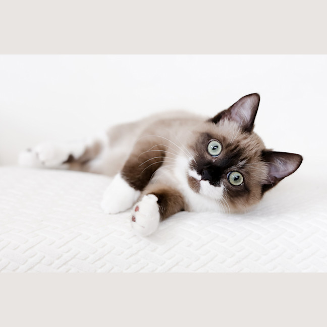 Photo of Miso