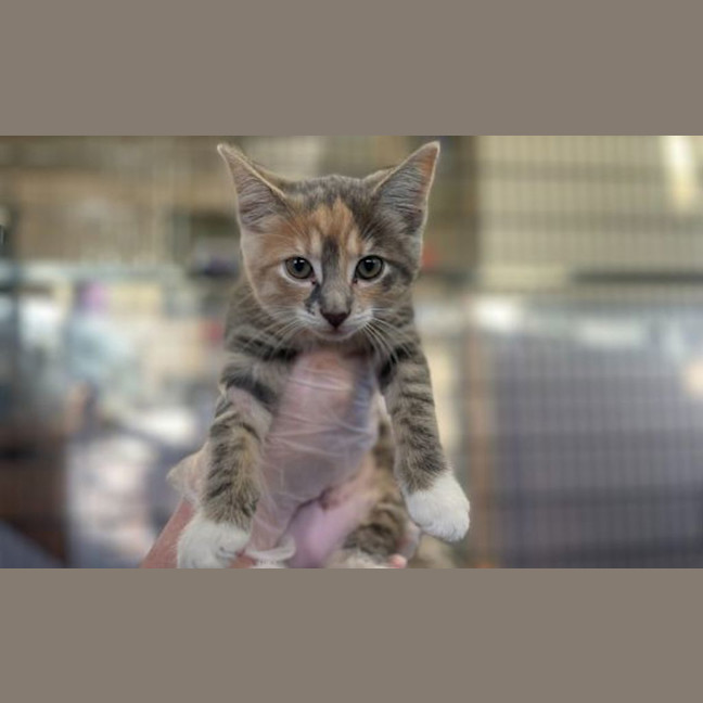 Photo of Luna