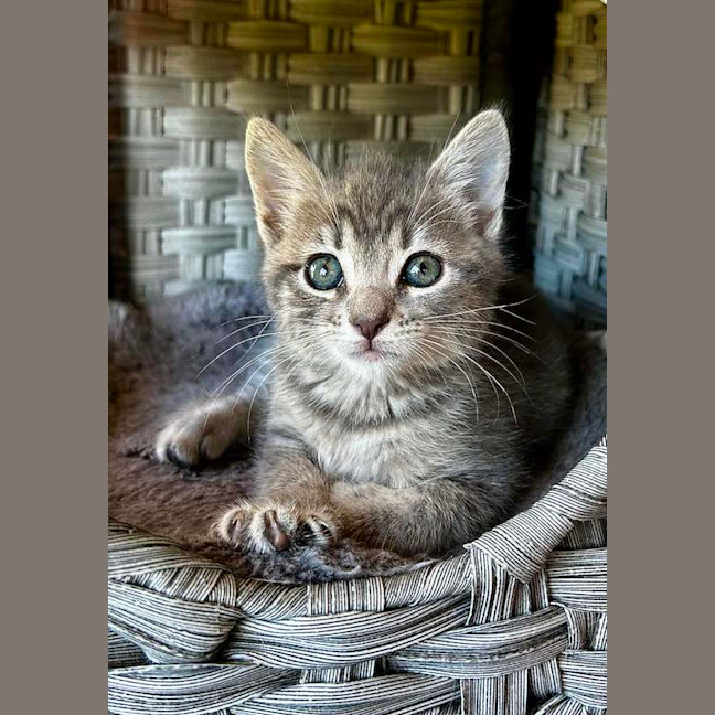 Photo of Asher