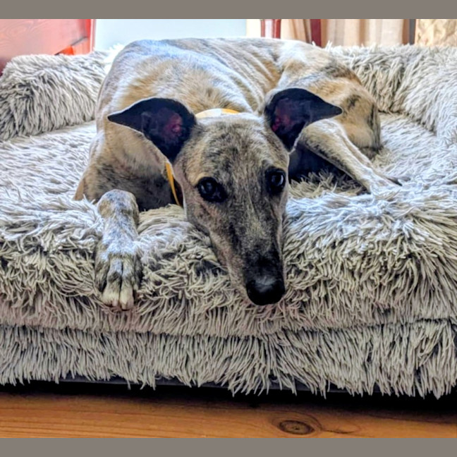 Photo of Silver, The Greyhound